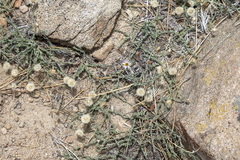 Erigeron breweri jacinteus