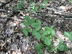Rubus wheeleri