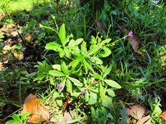 Talinaceae