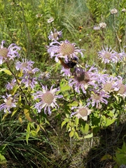 Bombus auricomus