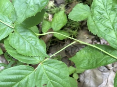 Rubus wheeleri