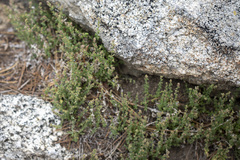 Galium parishii
