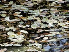 Potamogeton natans