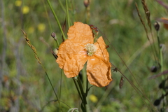 Papaver pilosum