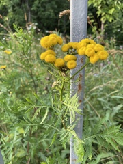 Tanacetum vulgare
