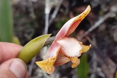 Maxillaria fucata