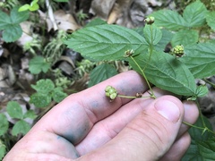 Rubus wheeleri