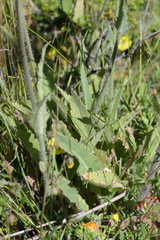 Papaver pilosum