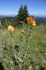 Papaver pilosum