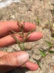 Urochloa reptans