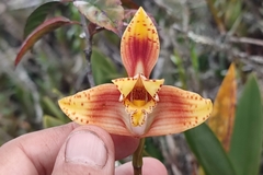 Maxillaria fucata