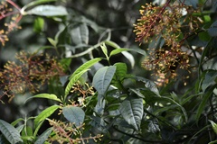Palicourea thyrsiflora