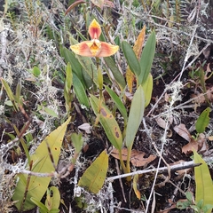 Maxillaria fucata