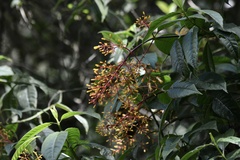 Palicourea thyrsiflora