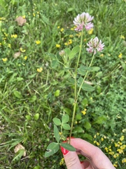 Trifolium hybridum