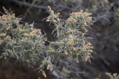 Holodiscus discolor microphyllus