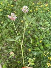 Trifolium hybridum