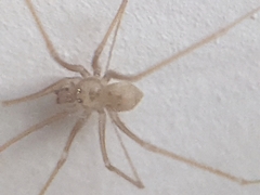 Spermophora senoculata