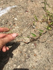 Urochloa reptans