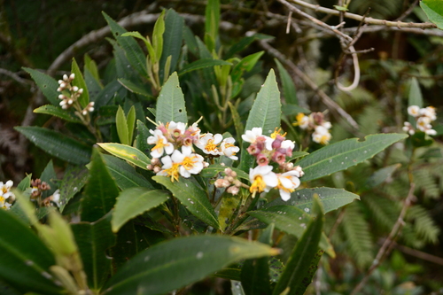 Miconia ramboi