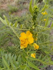 Senna hirsuta