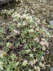 Paronychia argyrocoma