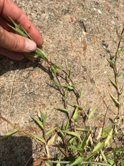 Urochloa reptans