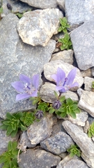Campanula cenisia