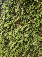 Pseudisothecium cardotii