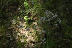 Dianthus superbus