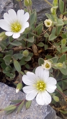 Cerastium latifolium
