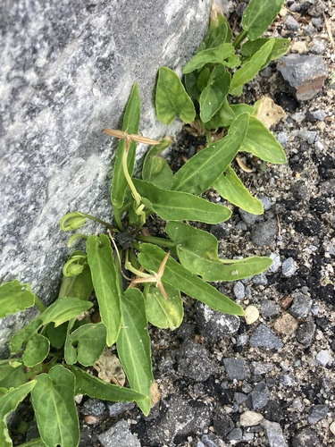 Viola patrinii iNat (2)
