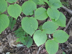 Viburnum lantanoides image