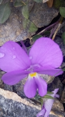 Bracteolatae