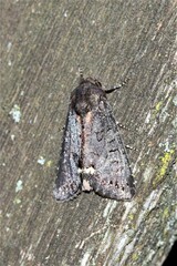 Melanchra assimilis