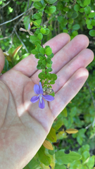 Oplonia spinosa