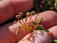 Rhododendron tomentosum