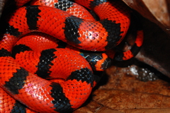 Lampropeltis abnorma