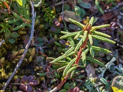 Rhododendron tomentosum