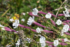 Silene caryophylloides