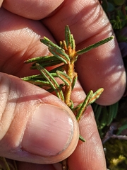 Rhododendron tomentosum