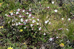 Silene caryophylloides