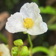 Sagittaria rigida