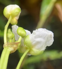 Sagittaria rigida
