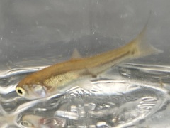 Leucaspius delineatus