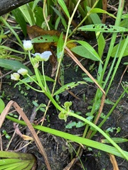 Sagittaria rigida