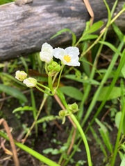 Sagittaria rigida