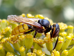 Philanthus triangulum