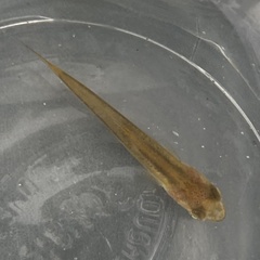 Leucaspius delineatus