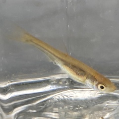 Leucaspius delineatus